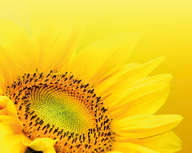 A bright yellow sunflower with a green centre, positioned off-centre against a matching soft yellow background.